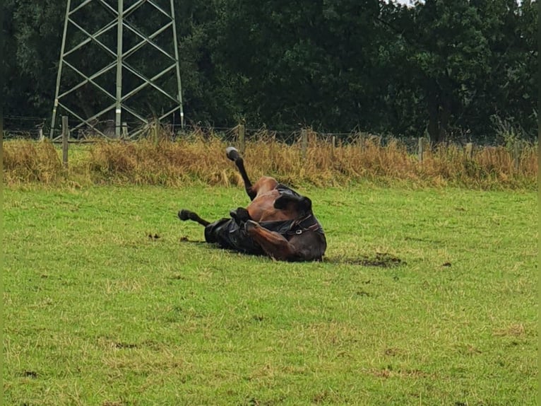 German Riding Horse Mix Mare 16 years 15.1 hh Brown in Marl