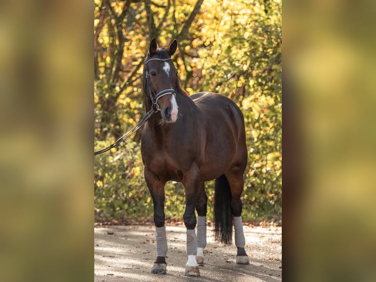 German Riding Horse Mare 16 years 15.2 hh Bay-Dark in Großmehring
