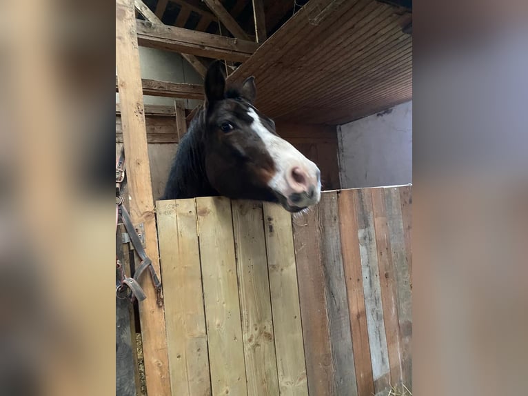 German Riding Horse Mix Mare 16 years 15,2 hh Brown in Offenbach