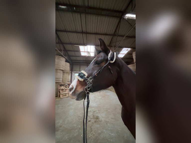 German Riding Horse Mix Mare 16 years 15,2 hh Brown in Offenbach