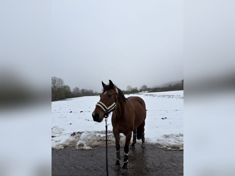 German Riding Horse Mare 16 years 15,1 hh Brown in Buseck