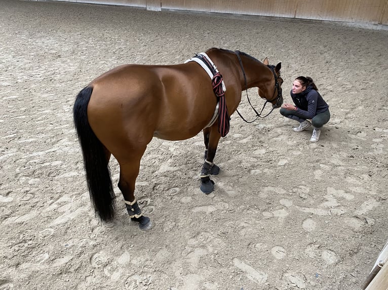 German Riding Horse Mare 16 years 15,1 hh Brown in Buseck