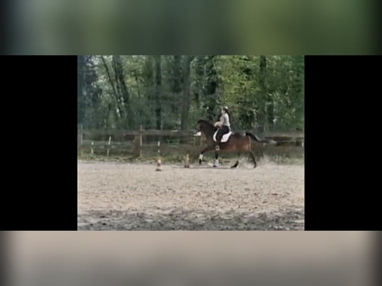 German Riding Horse Mix Mare 16 years 15,1 hh Brown in Marl