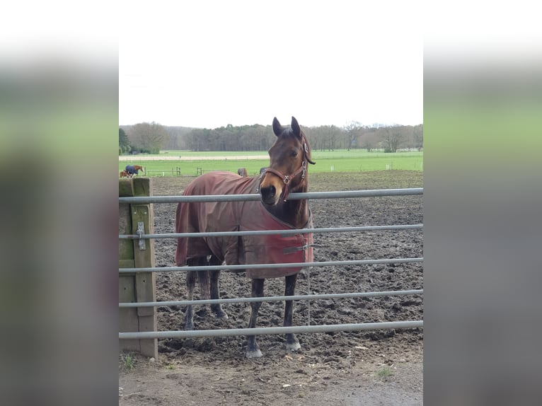 German Riding Horse Mix Mare 16 years 15,1 hh Brown in Marl