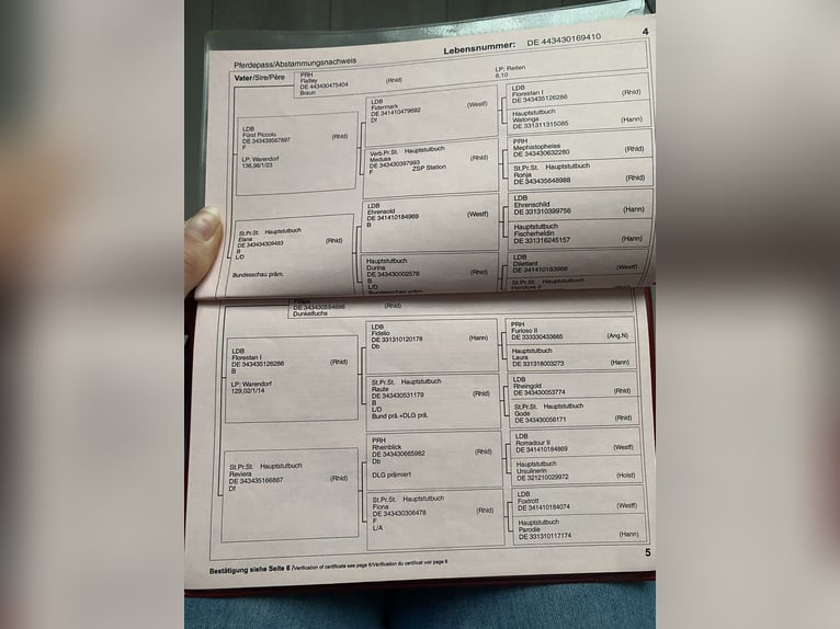 German Riding Horse Mare 16 years 15,1 hh Smoky-Black in Le neubourg