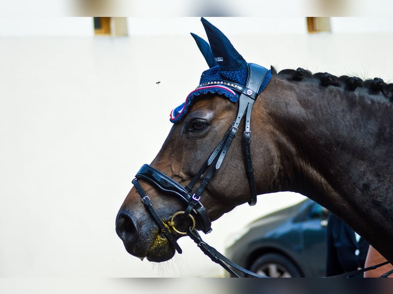 German Riding Horse Mare 16 years 15,1 hh Smoky-Black in Le neubourg