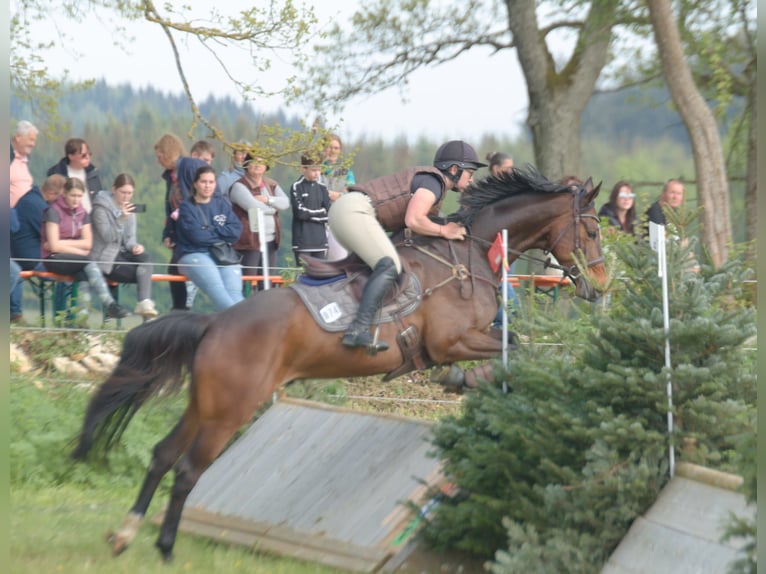 German Riding Horse Mare 16 years 16,1 hh Chestnut-Red in Mainbernheim