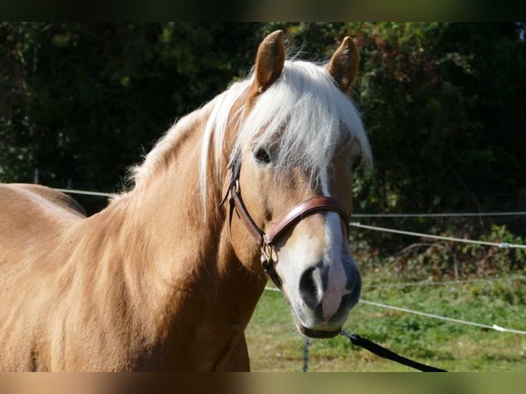 German Riding Horse Mare 16 years 16,1 hh Chestnut-Red in Mainbernheim