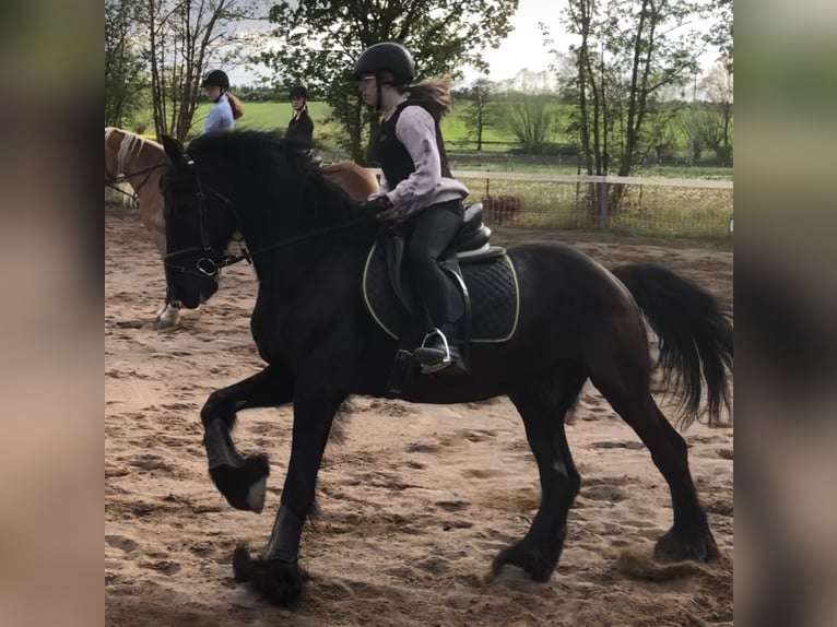 German Riding Horse Mare 16 years 16,1 hh Chestnut-Red in Mainbernheim