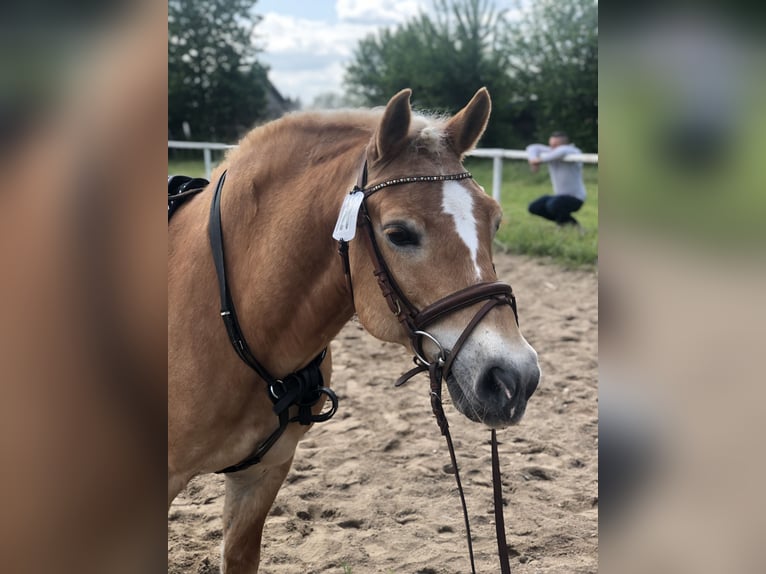 German Riding Horse Mare 16 years 16,1 hh Chestnut-Red in Mainbernheim