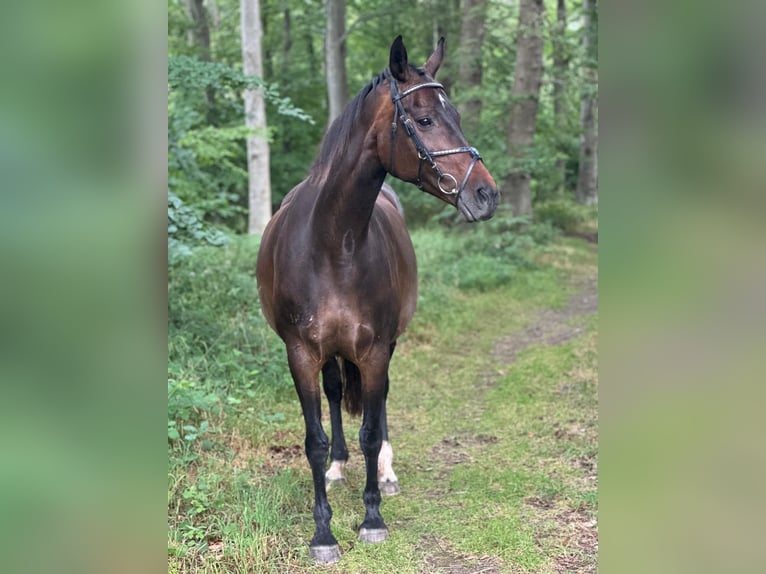 German Riding Horse Mare 16 years 16 hh Bay-Dark in Kronsgaard
