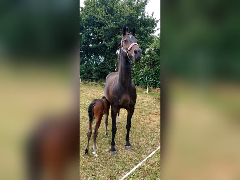 German Riding Horse Mare 16 years 16 hh Bay-Dark in Kronsgaard