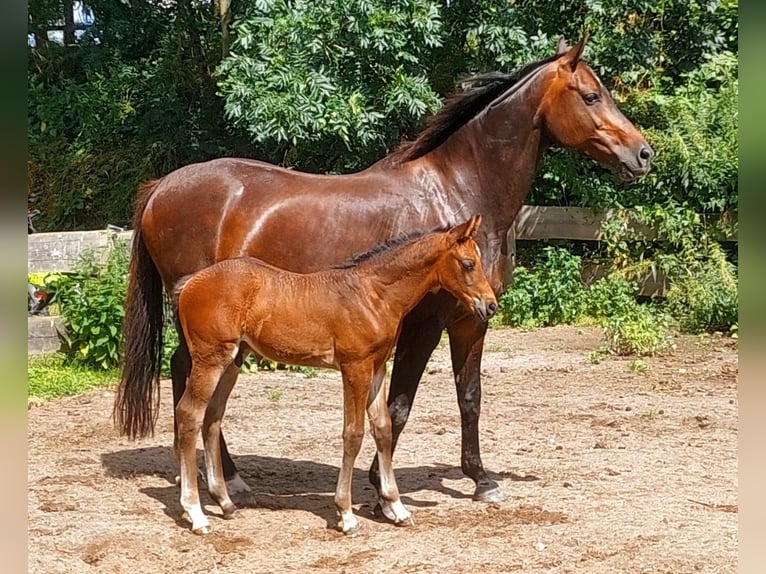 German Riding Horse Mare 16 years 16 hh Bay-Dark in Kronsgaard