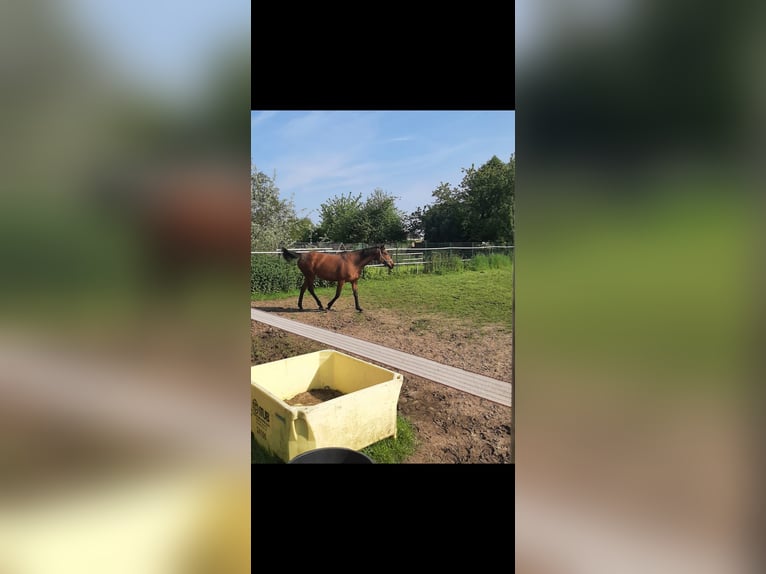 German Riding Horse Mare 16 years 16 hh Brown in Opwijk