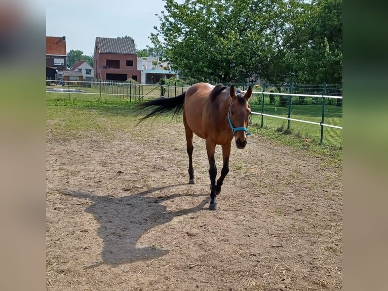 German Riding Horse Mare 16 years 16 hh Brown in Opwijk