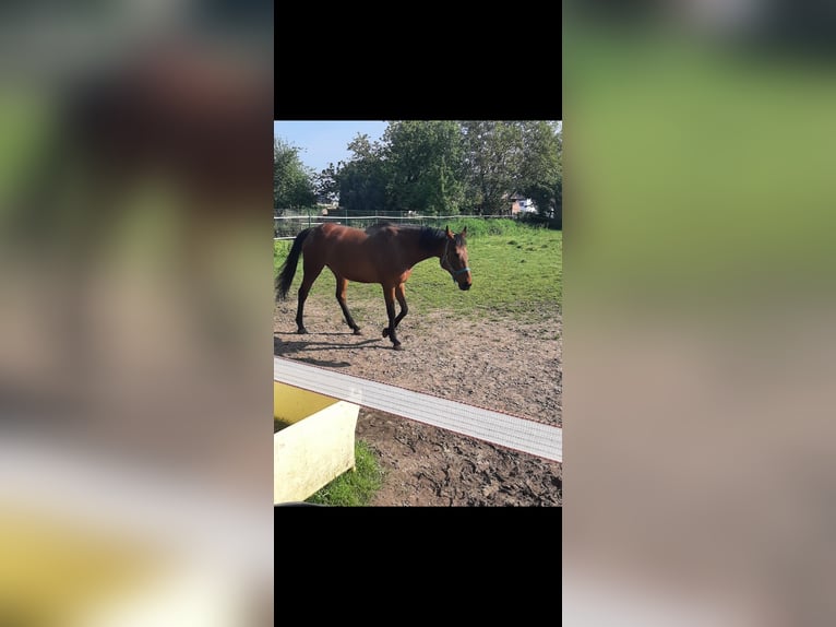 German Riding Horse Mare 16 years 16 hh Brown in Opwijk