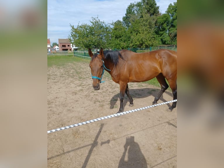 German Riding Horse Mare 16 years 16 hh Brown in Opwijk