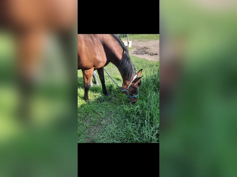 German Riding Horse Mare 16 years 16 hh Brown in Opwijk