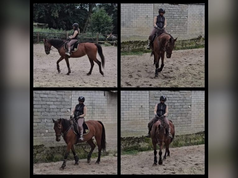 German Riding Horse Mare 16 years 16 hh Brown in Susteren