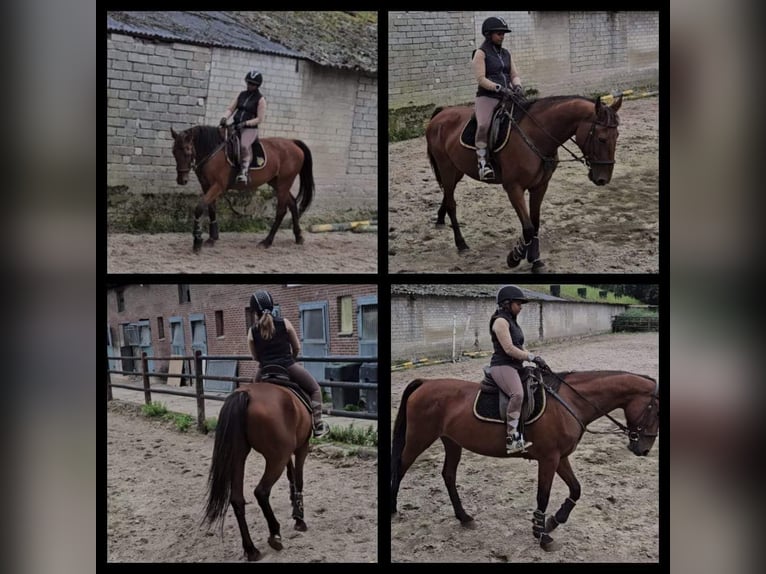 German Riding Horse Mare 16 years 16 hh Brown in Susteren