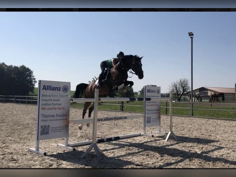 German Riding Horse Mare 16 years 16 hh Brown in Ismaning