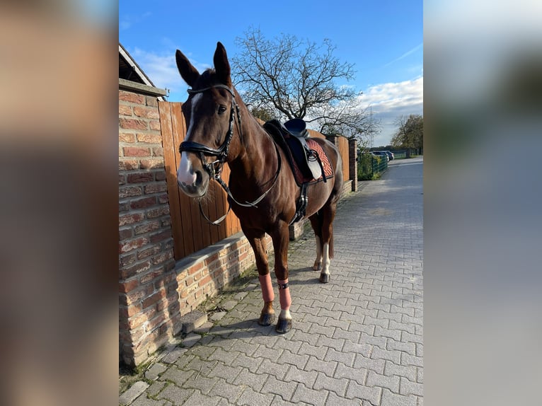 German Riding Horse Mare 16 years 16 hh Chestnut in Duisburg