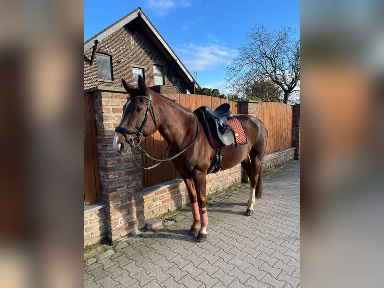 German Riding Horse Mare 16 years 16 hh Chestnut in Duisburg