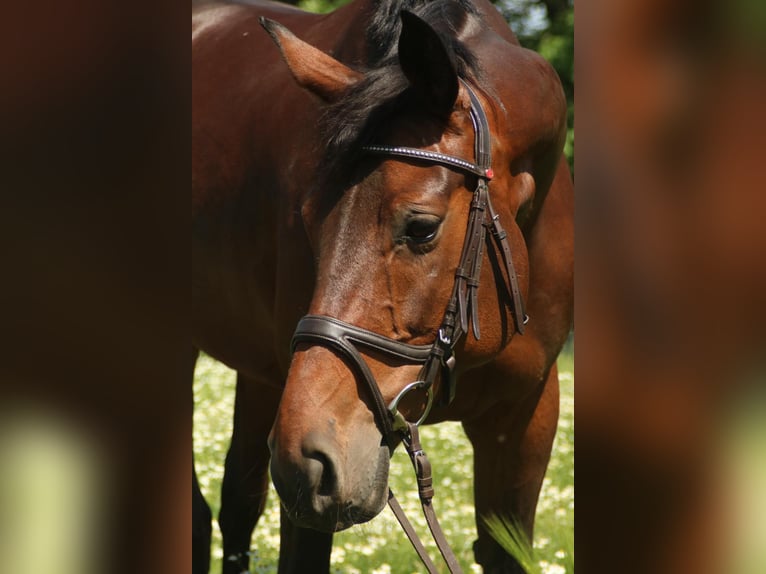 German Riding Horse Mare 16 years 16,1 hh Brown in Pegau
