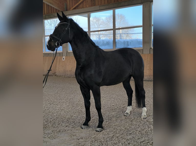 German Riding Horse Mare 16 years 16,3 hh Bay-Dark in Donaueschingen