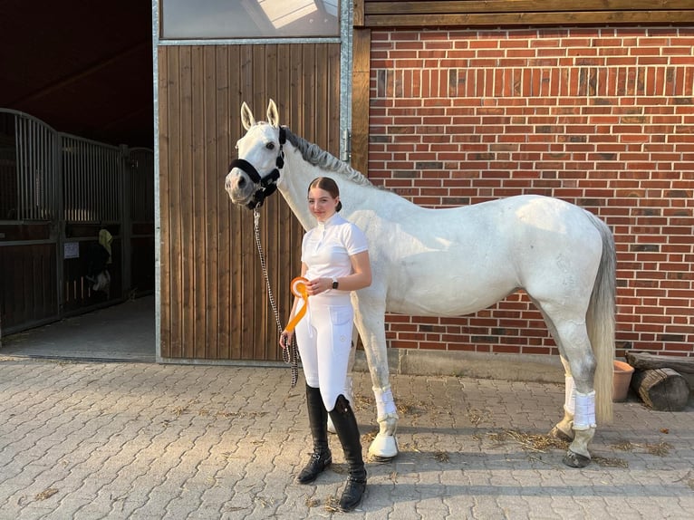 German Riding Horse Mare 16 years 16,3 hh Grey in Grevenbroich