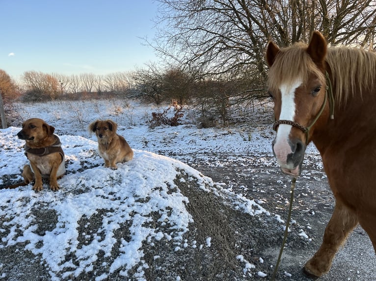 German Riding Horse Mix Mare 17 years 13,2 hh Chestnut-Red in Unstrut-Hainich