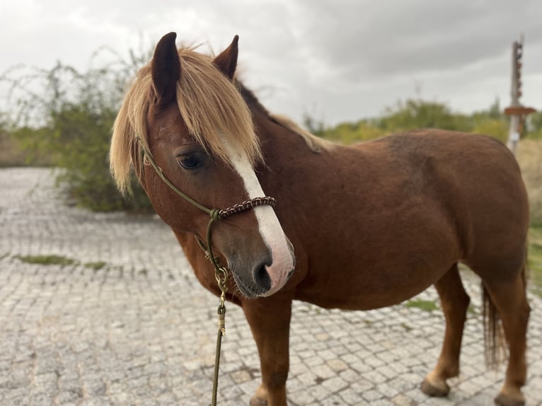German Riding Horse Mix Mare 17 years 13,2 hh Chestnut-Red in Unstrut-Hainich