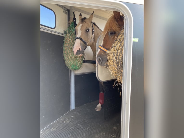 German Riding Horse Mix Mare 17 years 13,2 hh Chestnut-Red in Unstrut-Hainich