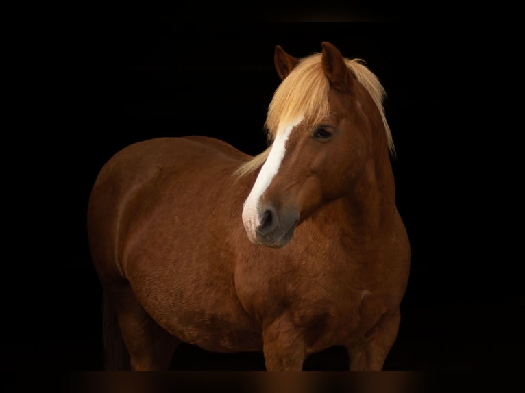 German Riding Horse Mix Mare 17 years 13,2 hh Chestnut-Red in Unstrut-Hainich
