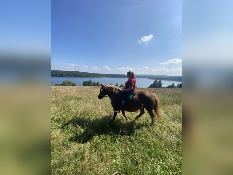 German Riding Horse Mix Mare 17 years 13,2 hh Chestnut-Red in Unstrut-Hainich
