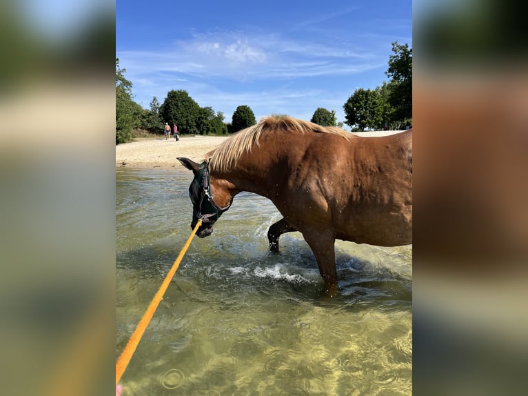 German Riding Horse Mix Mare 17 years 13,2 hh Chestnut-Red in Unstrut-Hainich
