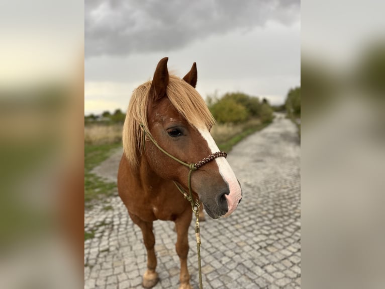 German Riding Horse Mix Mare 17 years 13,2 hh Chestnut-Red in Unstrut-Hainich