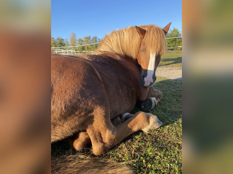 German Riding Horse Mix Mare 17 years 13,2 hh Chestnut-Red in Unstrut-Hainich