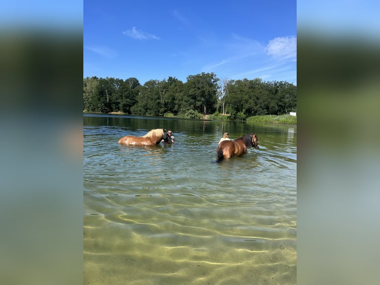 German Riding Horse Mix Mare 17 years 13,2 hh Chestnut-Red in Unstrut-Hainich