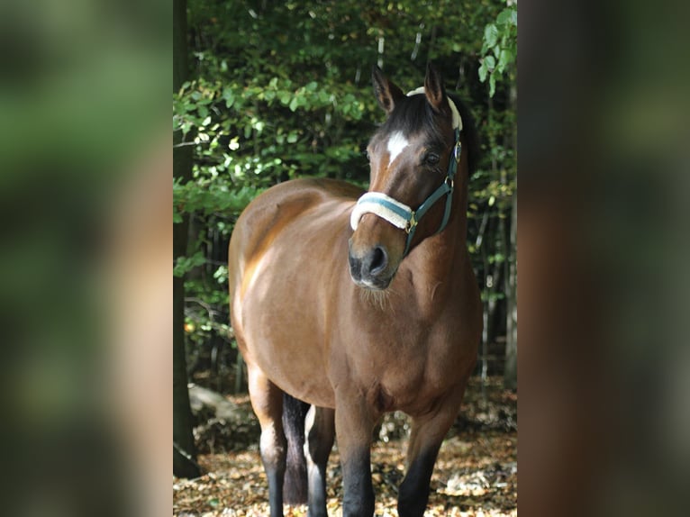 German Riding Horse Mix Mare 17 years 15.1 hh Brown in Bremerhaven