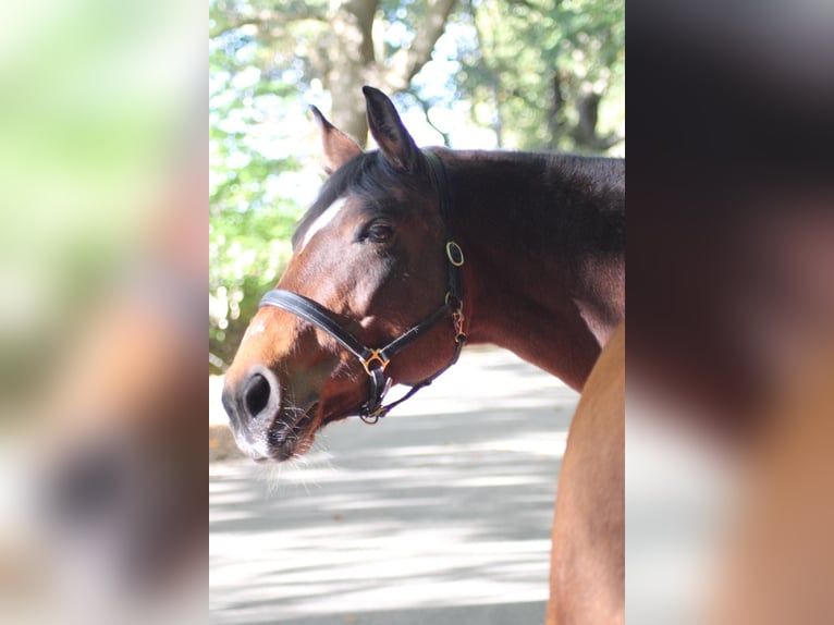 German Riding Horse Mix Mare 17 years 15.1 hh Brown in Bremerhaven