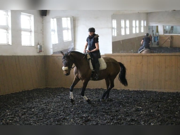 German Riding Horse Mare 17 years 15,2 hh Brown in Zwickau