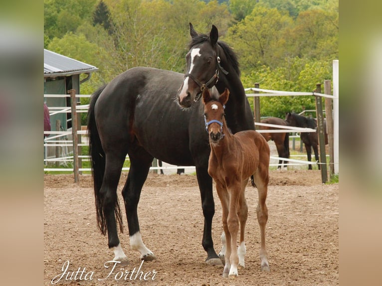 German Riding Horse Mare 17 years Black in Burgthann