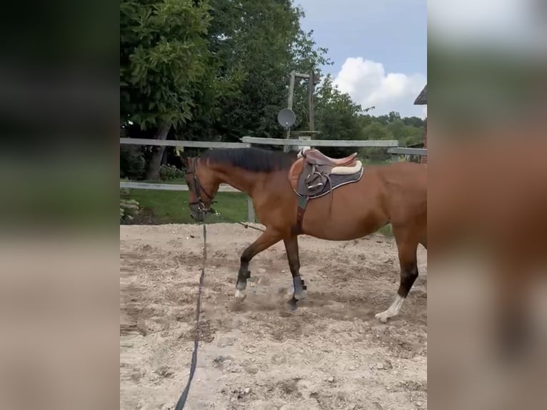 German Riding Horse Mare 18 years 15.2 hh Brown in Stade