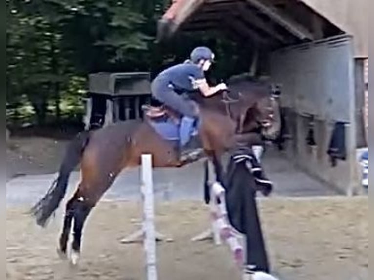 German Riding Horse Mare 18 years 16,1 hh Brown in Legden