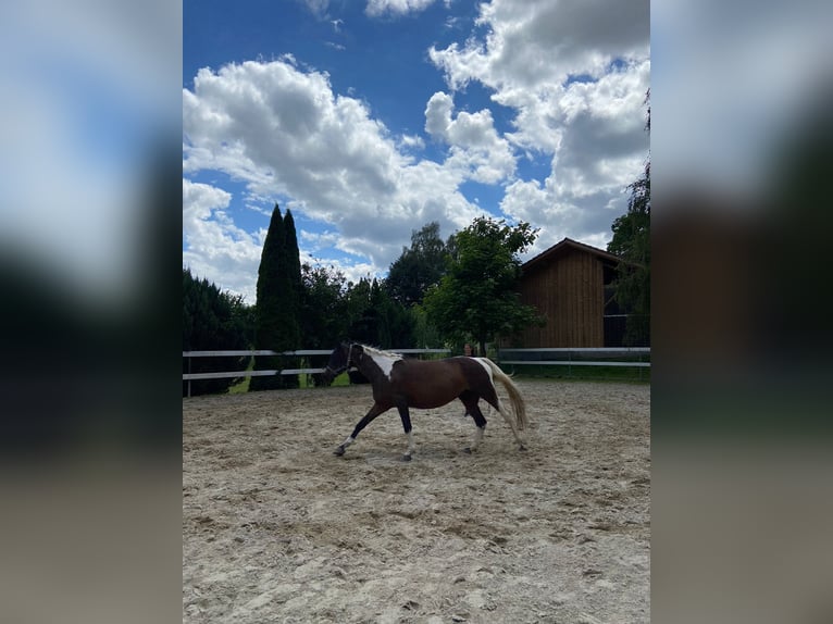 German Riding Horse Mare 18 years 16,2 hh Brown Falb mold in Windorf