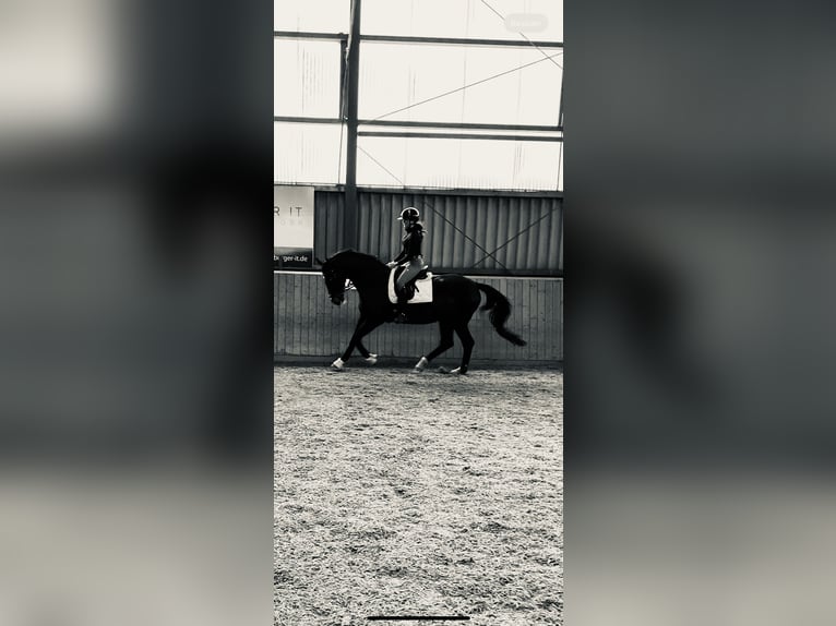 German Riding Horse Mare 19 years 17 hh Bay-Dark in HandewitT