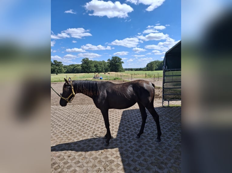 German Riding Horse Mare 1 year 13,1 hh Black in Gro&#xDF; Pankow