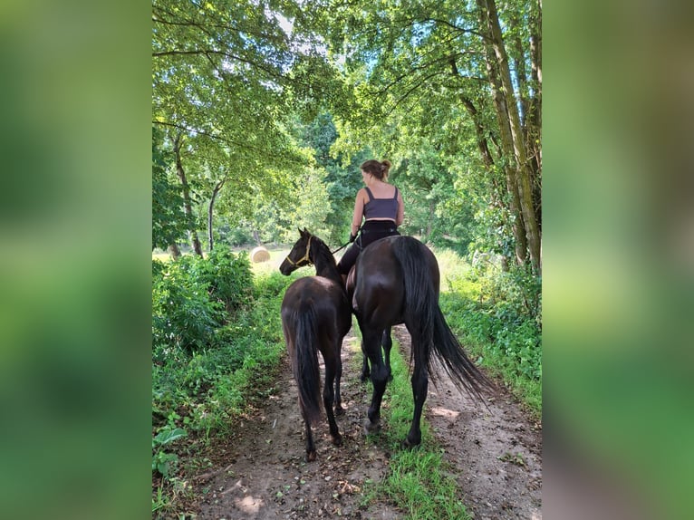 German Riding Horse Mare 1 year 13,1 hh Black in Gro&#xDF; Pankow