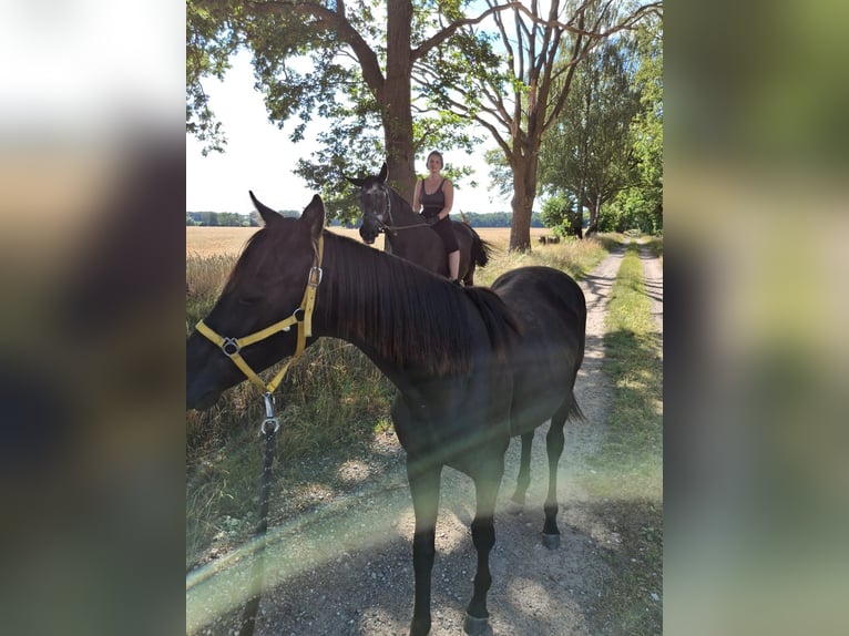 German Riding Horse Mare 1 year 13,1 hh Black in Gro&#xDF; Pankow